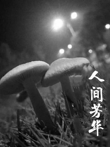 人间芳菲四月天白居易